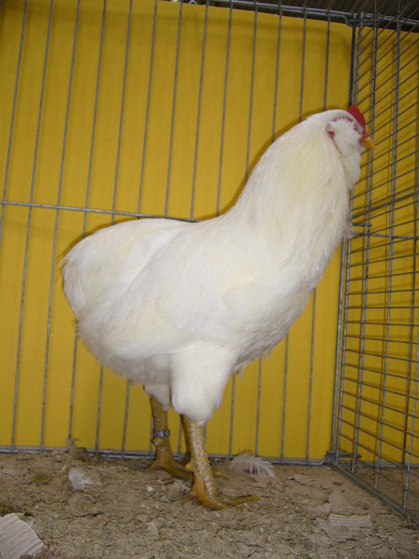 Hannover 2008 209.jpg - Araucana weis von Heidrun Cordes Preis sg 95 VHGW Med.